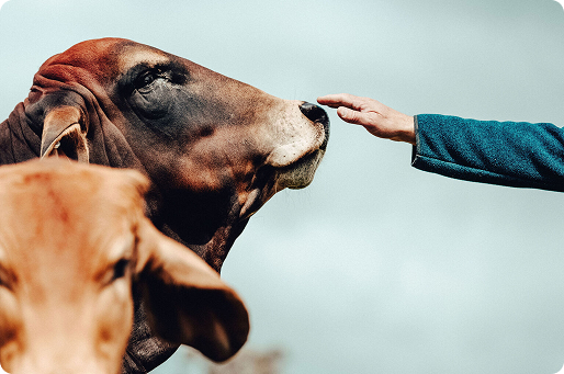 Cow Image